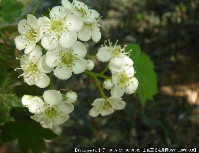 园林植物之蔷薇科的图片浏览,园林节点照片,植