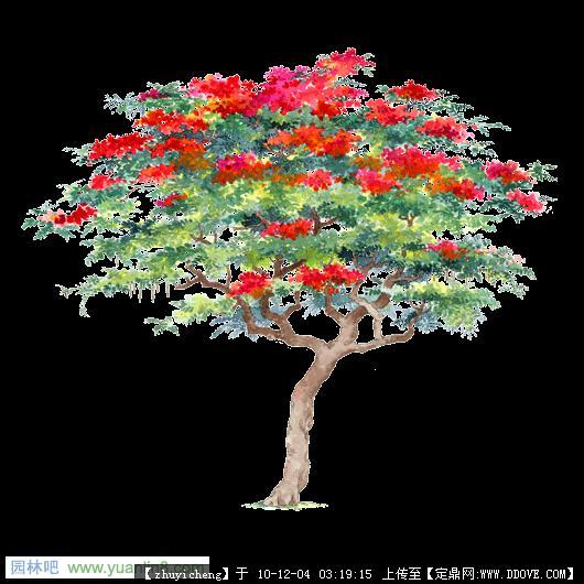园林景观EDSA 手绘树木立面收集呼图片浏览