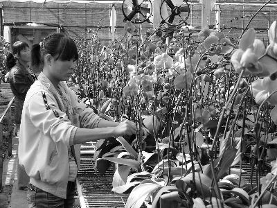 甘肃:临洮县扶持龙头企业促进花木产业发展小