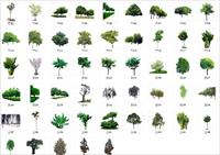 树木全素材1-植物素材-全部PSD格式