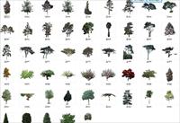 树木全素材2-植物素材-全部PSD格式