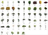 树木全素材3-植物素材-全部PSD格式