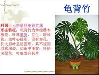 南京花卉物流中心植物浅析