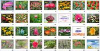 观赏植物-树木、花卉PPT附常见植物照片
